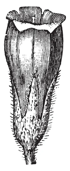 그림이는 Comfrey 라고도 Symphytum Officinale의 보이고 그것은 빈티지 드로잉 — 스톡 벡터