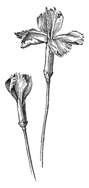 这是圣文森特和格林纳丁斯康乃馨的形象 花是中等大小 和流苏花瓣 复古线条画或雕刻插图 — 图库矢量图片