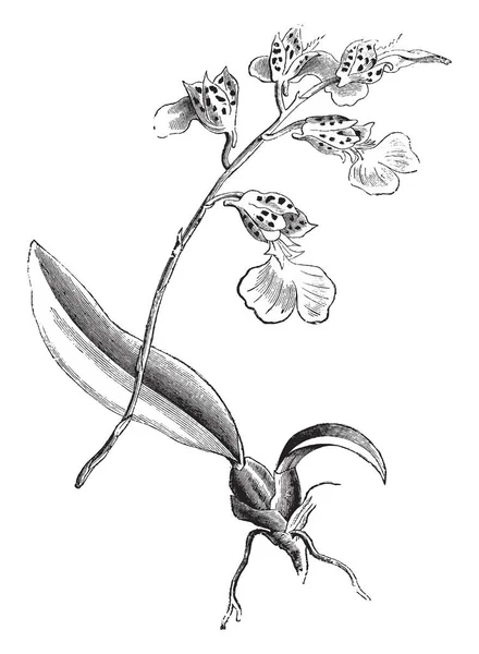 Obrázek Ukazuje Větev Burlingtonia Decora Rostliny Rostlina Původní Tropické Ameriky — Stockový vektor