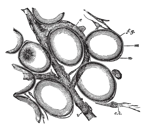 Несколько Клеток Кошки Края Жировой Лобулы Жировой Ткани Рисунок Винтажной — стоковый вектор