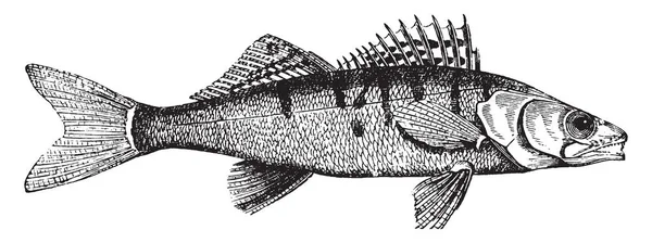 Pike Perch Gioco Popolare Pesce Disegno Linea Vintage Incisione Illustrazione — Vettoriale Stock