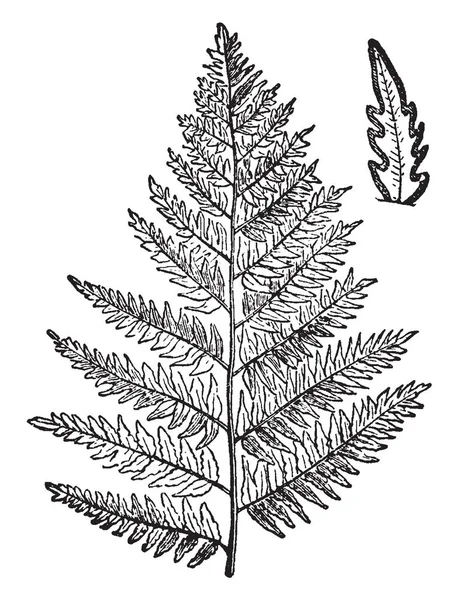 一幅图片显示的是一种蕨类植物的分支 它是一种在美国和欧洲普遍普遍的种 通常覆盖在山坡上和荒地上的大片区域 复古线条画或雕刻插图 — 图库矢量图片