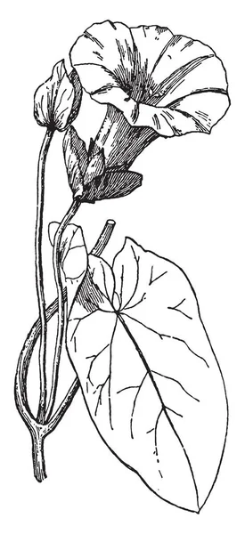 在这张宾德韦德的图片中 这些花是小号形状的 它们是在小支架和哈特形的叶子 复古线条绘画或雕刻插图中发育起来的 — 图库矢量图片