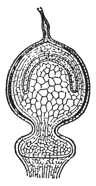 ภาพท าหนดของส วนตามยาวของ Borne สปอร กอนเน Sphagnum Shartifolium นสายพ ของมอสพ — ภาพเวกเตอร์สต็อก