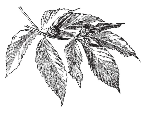 水青冈 Grandifolia 的形象 具有迷人的光泽绿色叶子提供深诱人的阴影 复古线条画或雕刻插图 — 图库矢量图片