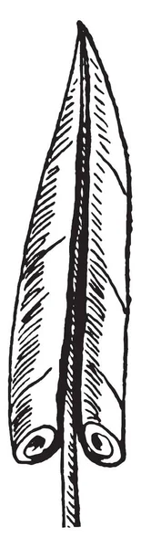 这张图片显示了一个渐开线叶子 叶子的边缘在叶片的顶端滚向内 复古线条画或雕刻插图 — 图库矢量图片