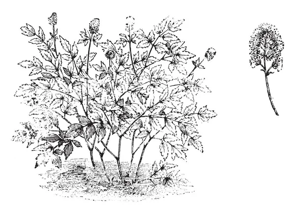 ルイヨウショウマは習慣および花の植物のイメージ それは歯のある 二回羽状複葉 花は青みがかった ヴィンテージの線描画や彫刻イラストです — ストックベクタ