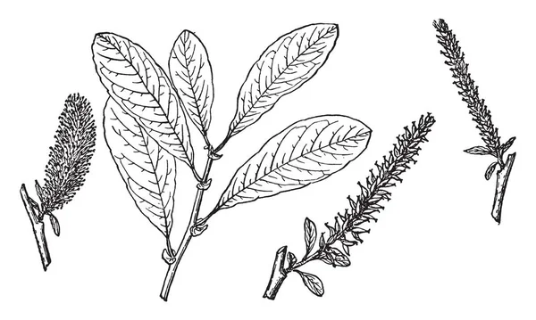 Salix Sitchensis Olarak Bilinir Olduğu Sitka Söğüt Dalı Gösteren Bir — Stok Vektör