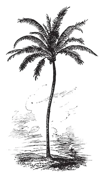 ヤシの木 メートル長く ビンテージ線画に最大 つの長い葉を持つやイラストを彫刻であるココヤシの木の画像 — ストックベクタ