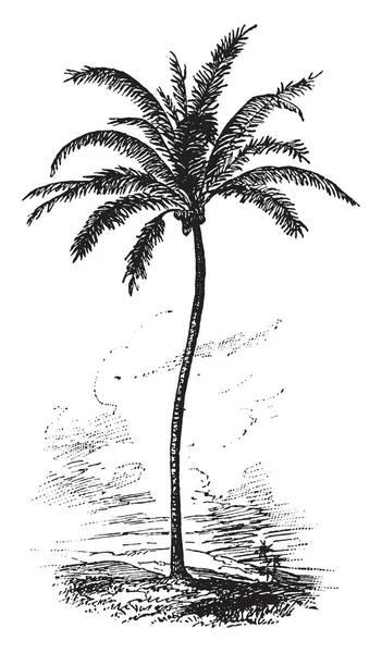 Una Imagen Palmera Coco Que Una Palmera Que Tiene Hojas — Archivo Imágenes Vectoriales