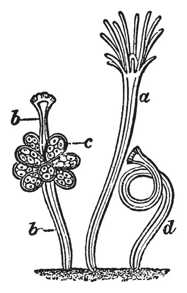 Hydractinia 显示四种形式的人 复古线条画或雕刻插图 — 图库矢量图片