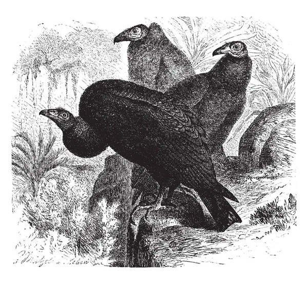 土耳其秃鹰与浅棕色轴 复古线条画或雕刻插图 — 图库矢量图片