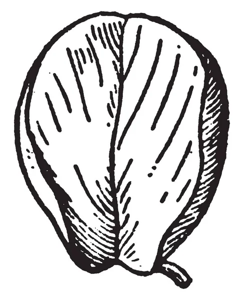 Uma Imagem Está Mostrando Vexillum Amplamente Ovate Padrão Common Broom — Vetor de Stock