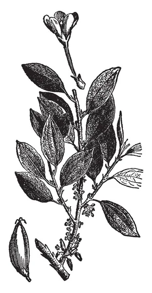 Какао Ветвь Этой Рамы Выросла Новых Листьев Какао Цветы Идут — стоковый вектор