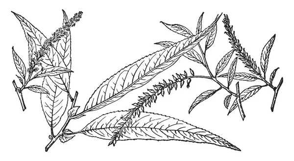 写真は ヤナギの種であるヤナギ Longipes ブランチを示しています 葉は細長いが通常が 楕円形で 鋸歯縁 ビンテージの線描画や彫刻イラストで頻繁にラウンドがあります — ストックベクタ