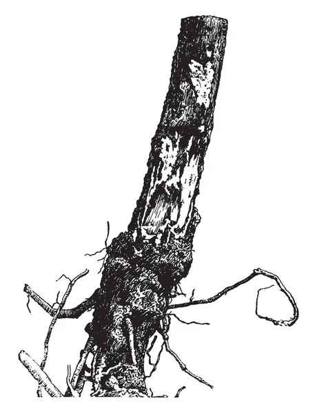 Dit Stam Van Boom Van White Pine Die Wordt Beïnvloed — Stockvector