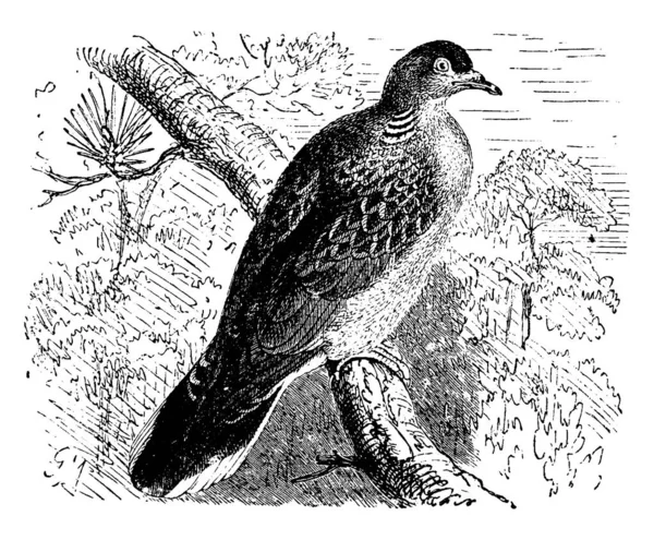 Gołąb Grawerowana Ilustracja Vie Dans Nature 1890 Rok — Wektor stockowy
