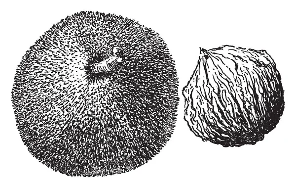 Una Imagen Juglans Regia Que Una Nuez Euroasiática Que Tiene — Archivo Imágenes Vectoriales