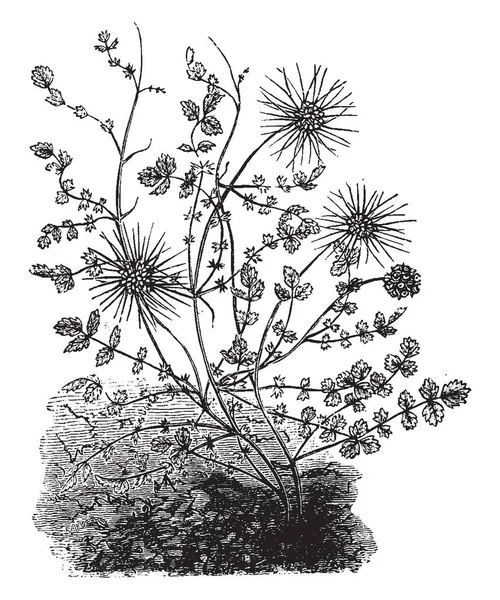 有一个常青灌木 花看起来像头 并采取适当的形状 Sarrate 类型页他们直接附加到茎 复古线条画或雕刻插图 — 图库矢量图片