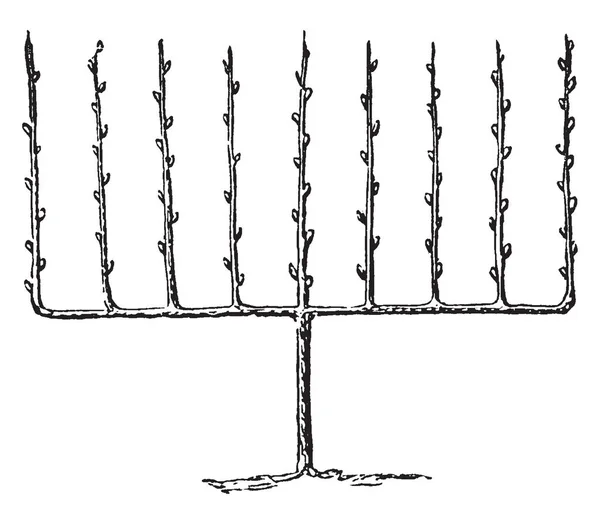 Esta Ilustração Representa Fruit Tree Treinado Verticalmente Como Espalier Desenho — Vetor de Stock