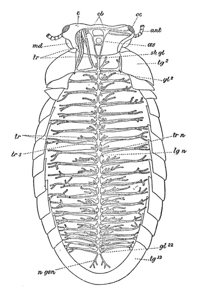 Schemat Nerovous Układu Krążenia Sphaerotherium Obtusum Stonoga Vintage Rysowania Linii — Wektor stockowy