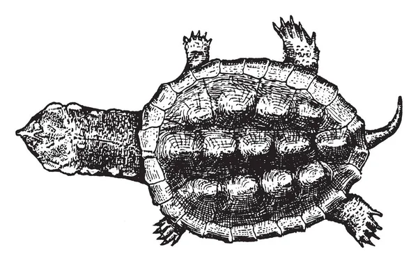 Las Tortugas Son Reptiles Del Orden Testudines Caracterizados Por Una — Vector de stock