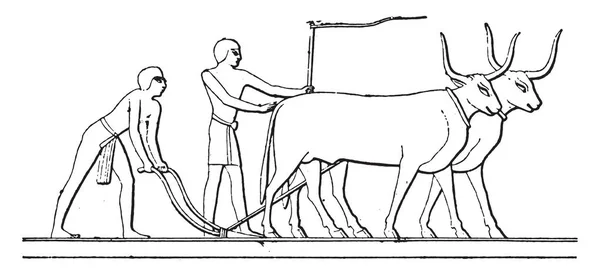 エジプトのプラウ ヴィンテージ刻まれた図 — ストックベクタ