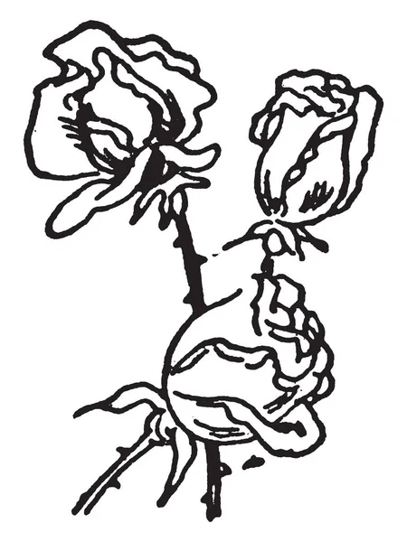 Роза Також Відомий Hulthemia Dumort Уродженець Азії Рози Прийшли Французької — стоковий вектор