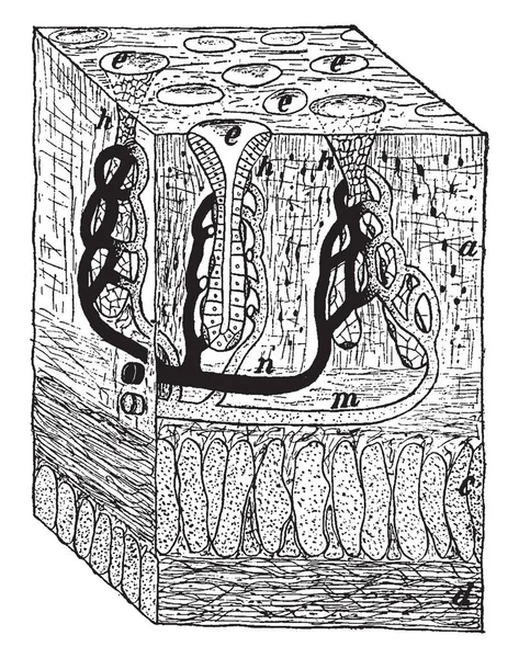 Cette Illustration Représente Section Transversale Mur Estomac Dessin Ligne Vintage — Image vectorielle