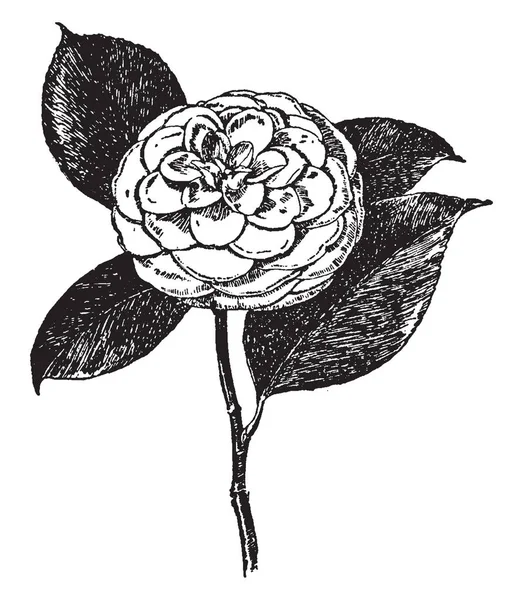 Αυτή Είναι Μια Εικόνα Της Άμπι Japonica Καμελιών Γουάιλντερ Άνθη — Διανυσματικό Αρχείο