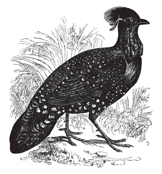 角野鸡原产于喜马拉雅山北部 复古线条画或雕刻插图 — 图库矢量图片