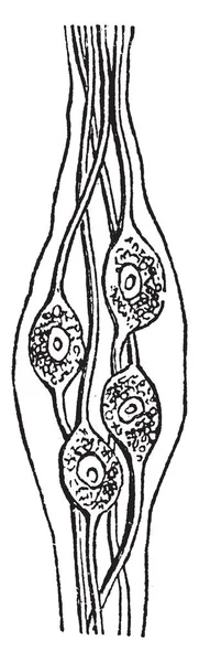 Ілюстрація Являє Собою Nerve Cells Вінтажний Малюнок Лінії Або Гравюрна — стоковий вектор