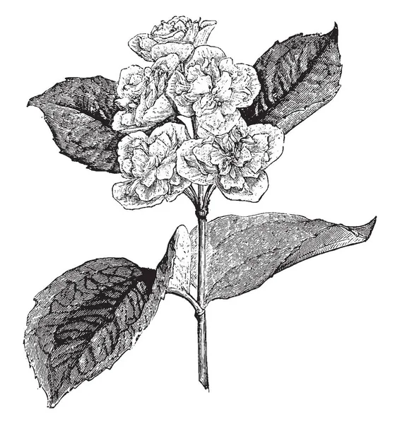 这是梅花叶山开花枝的图片 Primulaeflorus Hydrangaceae 家族的成员 主要生长在南欧 复古线条绘画或雕刻插图 — 图库矢量图片