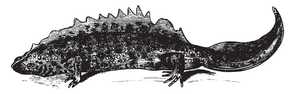 蝾螈是一个小身材苗条的两栖动物与肺部和发达的尾巴 复古线画或雕刻插图 — 图库矢量图片