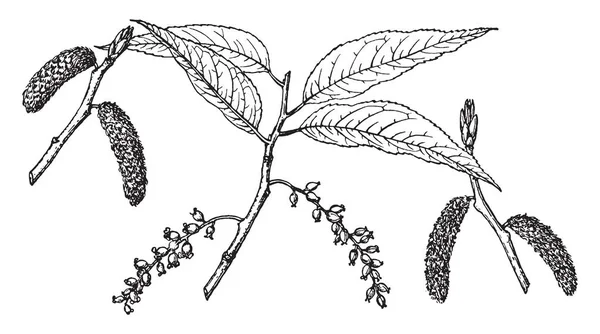 Невелика Гілка Бавовняного Дерева Маленькими Квітами Бавовняними Кульками Вінтажним Малюнком — стоковий вектор