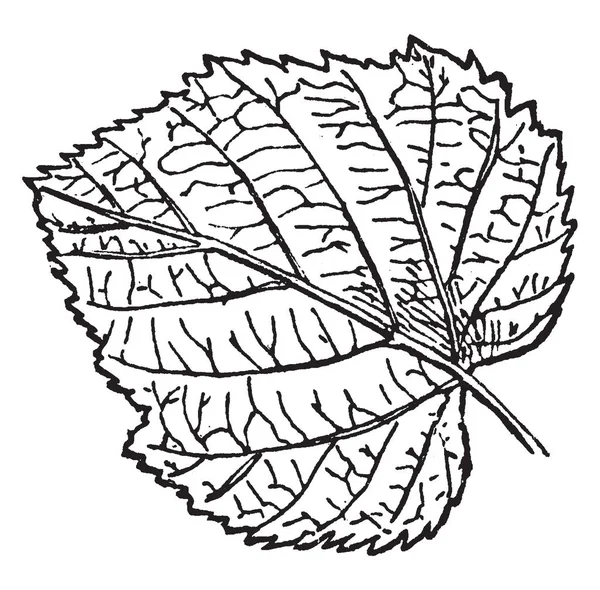 Feuille Est Mince Forme Feuille Est Comme Cœur Les Côtés — Image vectorielle