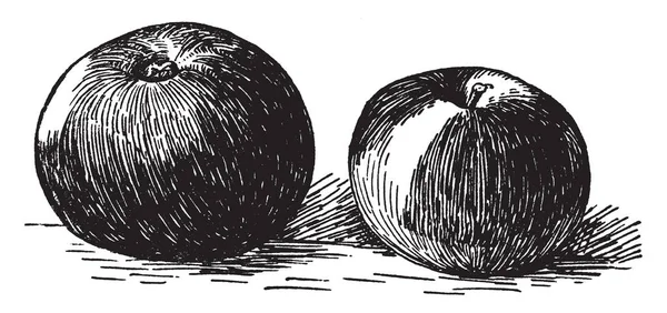 Tym Obrazie Jest Mały Deser Jabłko Vintage Rysowania Linii Lub — Wektor stockowy