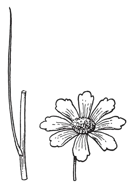 Une Image Montre Une Branche Une Fleur Coreopsis Les Fleurs — Image vectorielle