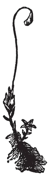 Мох Несосудистые Растения Настоящих Листьев Ветвей Корней Рисунка Винтажной Линии — стоковый вектор