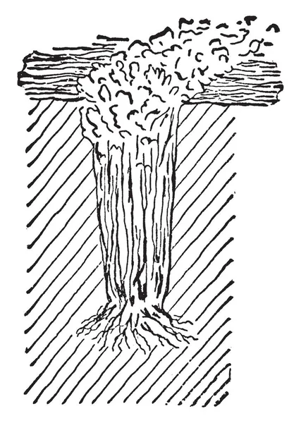 Diese Illustration Stellt Eine Methode Zum Anbau Von Sellerie Schützengräben — Stockvektor