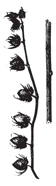 Blommorna Trädet Bomull Blomman Innehåller Gren Huvuden Vintage Linje Ritning — Stock vektor