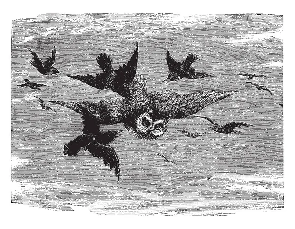 Mobbing Sowa Podczas Mniejszych Ptaków Strachu Vintage Rysowania Linii Lub — Wektor stockowy