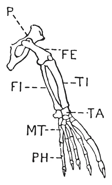 Печать Ноги Которой Pelvis Femur Tibia Fibula Присутствуют Рисунок Винтажной — стоковый вектор