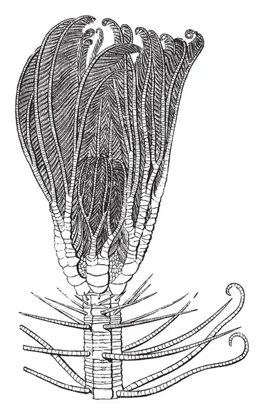 Medusa Pentacrinus Cabeza Puede Ser Considerado Como Una Las Mayores — Vector de stock