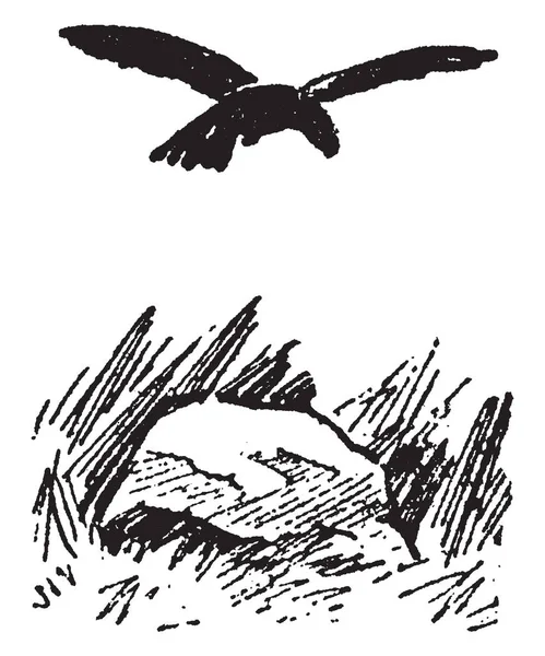 Krähe Ist Eine Weit Verbreitete Gattung Mittelgroßer Bis Großer Vögel — Stockvektor