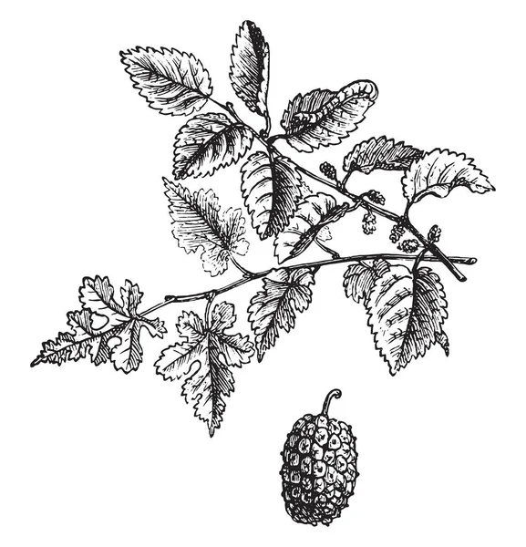 Mulberry Illustration Gravée Vintage Vie Dans Nature 1890 — Image vectorielle