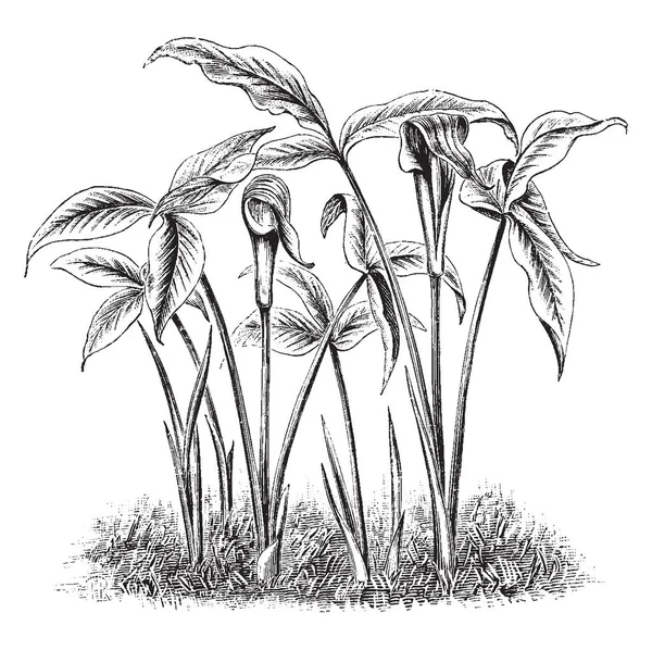 Зображення Показує Arisaema Triphylla Квіткова Рослина Широко Відомий Jack Pulpit — стоковий вектор