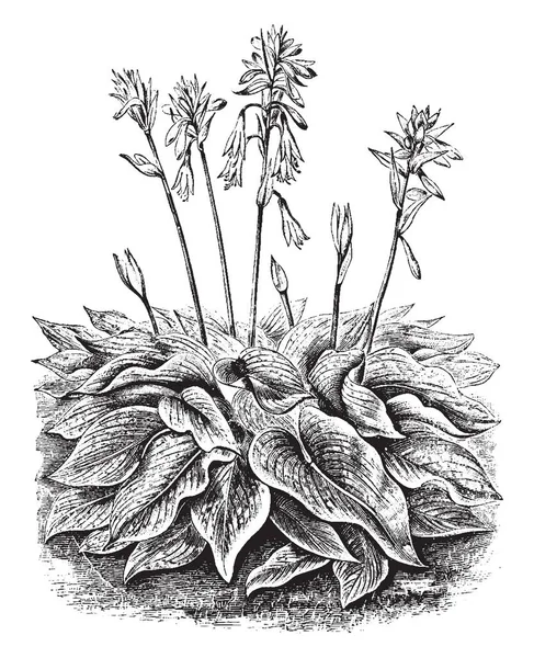 Funkia Sieboldiana Llamado Como Funkia Como Muestra Imagen Que Hoja — Archivo Imágenes Vectoriales