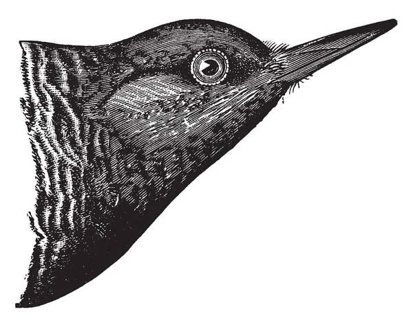 Pájaro Carpintero Cabeza Marrón Tiene Parche Escarlata Estrecho Garganta Dibujo — Archivo Imágenes Vectoriales