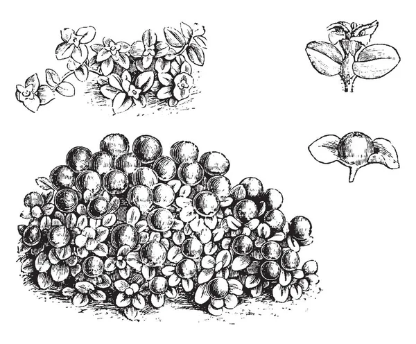 Deze Plant Groeit Niet Hoog Bloemen Beginnen Vormen Het Voorjaar — Stockvector